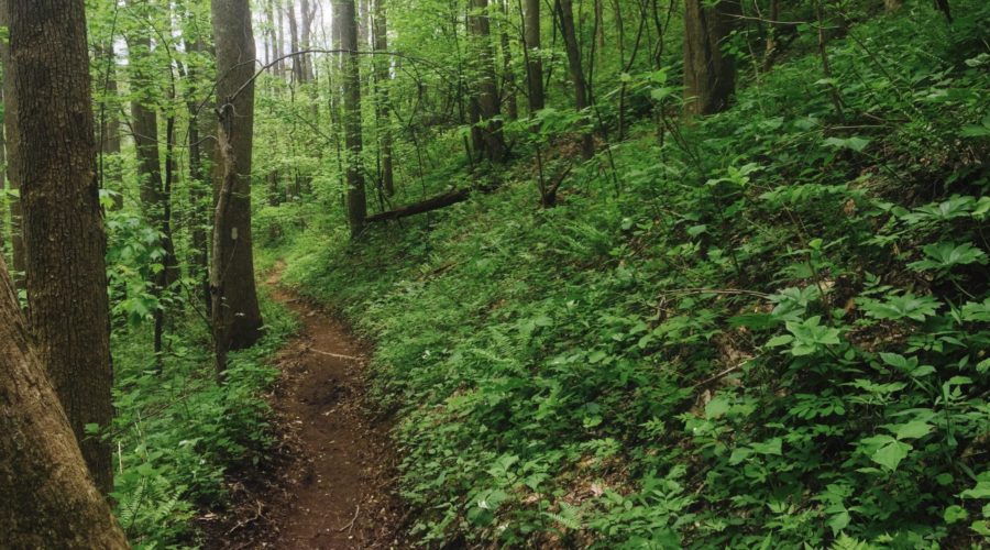 A New Bible Reading Plan for You